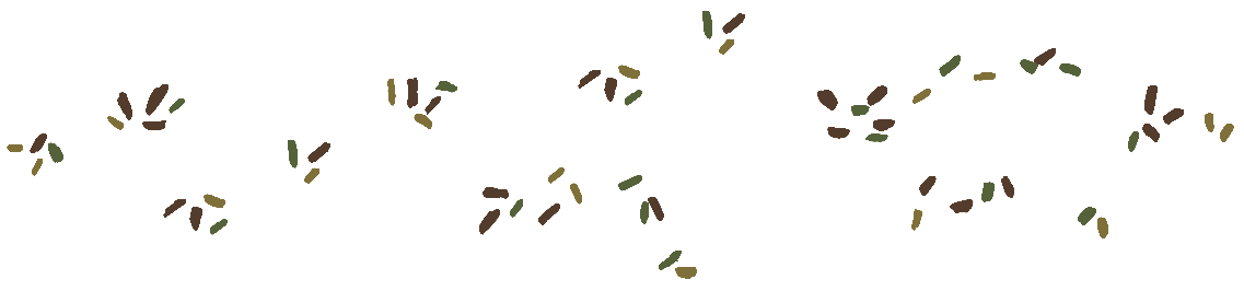 seeds